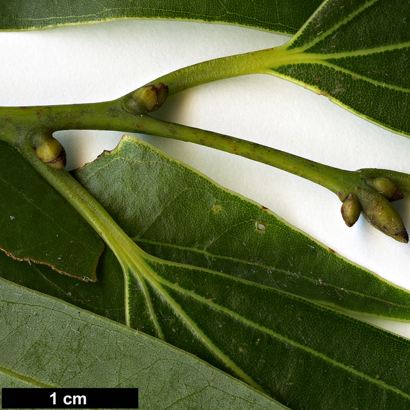 High resolution image: Family: Lauraceae - Genus: Cinnamomum - Taxon: japonicum